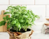 Un plant de basilic en pot, prêt pour son entretien, trône sur un plan de travail. Ses feuilles vertes luxuriantes promettent de parfumer vos plats.