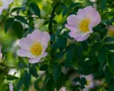 Fleurs délicates de rosés des prés, aux pétales roses pâles et au cœur jaune vif, se balançant doucement parmi le feuillage vert.
