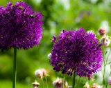Deux magnifiques boules d'ail d'ornement violettes se dressent fièrement dans un jardin verdoyant, leurs fleurs étoilées capturant la lumière du soleil.