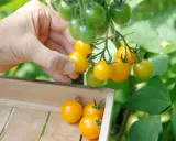 Main d'une personne récoltant des tomates jaunes mûres sur un pied de tomate, les plaçant dans une caisse en bois.