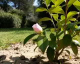 Un bouton de camélia fleur rose pâle se dresse sur sa tige verte, prêt à éclore dans un jardin ensoleillé.