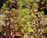 Plantes d'origanum majorana aux feuilles vertes et pourpres, avec des tiges rouges.