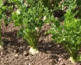 Des plants de céleri branche poussent dans un sol brun, leurs feuilles vertes luxuriantes se dressant fièrement.