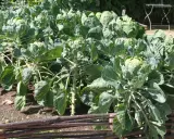Une belle plantation de choux de Bruxelles, prêts à être récoltés. Les tiges épaisses portent de nombreuses petites têtes vertes.
