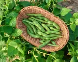Un panier de haricots verts frais, prêts à être semés. La nature nous rappelle quand semer les haricots pour une récolte abondante.