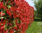 Un mur végétal de photinia aux feuilles rouges éclatantes, contrastant avec le vert des arbres et l'herbe fleurie.