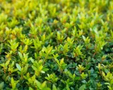 Gros plan sur un buisson de myrte en pleine croissance, ses feuilles vertes vives promettent une floraison éclatante. L'entretien de ce myrte fleurie est essentiel pour sa beauté.