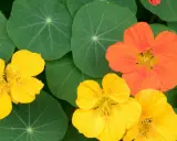 Capucines jaunes et orange sur fond de feuilles vertes.