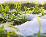 Herbe verte givrée sous la neige, rappelant l'entretien hivernal des campanules.
