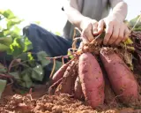 Mains déterrantes des patates douces fraîchement récoltées. Le sol brun est meuble autour des tubercules violets.