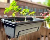 Jeunes plants de tomates dans un arbuste en pot sur un balcon, prêts à pousser.
