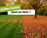 Un râteau attend patiemment sur une pelouse parsemée de feuilles mortes. L'automne est là, prêt à nous faire ramasser les feuilles mortes.