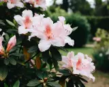 Magnifique floraison d'azalées roses pâles, leurs pétales délicats s'ouvrant sur un jardin verdoyant.