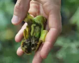 Main d'un jardinier tenant une tomate abîmée par la noctuelle de la tomate. Traitement nécessaire pour protéger les cultures.