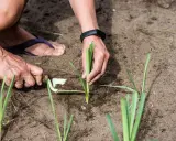 Mains plantant des poireaux dans la terre. C'est le bon moment pour savoir quand planter les poireaux d'hiver.
