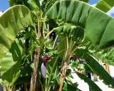 Un bananier extérieur luxuriant avec des feuilles vertes vibrantes et une fleur de bananier pourpre. De petites bananes vertes commencent à se former.