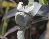 Un marcottage aérien en cours sur une tige de plante, enveloppée de plastique et ligaturée.