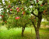 Un verger où les branches d'un pommier sont chargées de fruits rouges et jaunes. La taille pommier a permis une belle récolte.