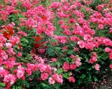 Un parterre de rosiers roses et rouges, luxuriants et éclatants. Ces rosiers jamais malades promettent une floraison généreuse et durable.