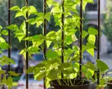 Des tiges de haricot grimpant s'enroulent autour de barreaux verticaux, leurs feuilles vertes lumineuses baignées de soleil.