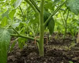 Un fil de cuivre en forme de U soutient la tige d'une plante de tomate, l'aidant à grandir.