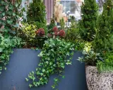 Plante balcon nord : lierre grimpant, conifères et baies rouges illuminés par des guirlandes lumineuses dans une jardinière sombre.