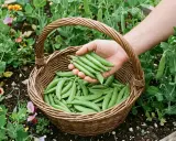 Main d'un jardinier récoltant des pois gourmands dans un panier en osier. La culture des pois gourmands est florissante, avec des fleurs roses et jaunes en arrière-plan.