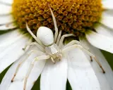 Une araignée blanche, camouflée sur une marguerite, attend patiemment sa proie.