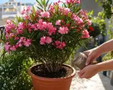 Un magnifique laurier rose en pot, orné de fleurs roses éclatantes, reçoit des nutriments pour une croissance saine sur un balcon ensoleillé.