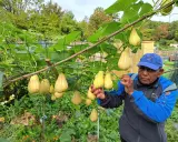 Un homme fier montre sa récolte de chouchou légume, des fruits jaunes suspendus à une treille luxuriante.