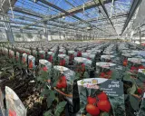 Des rangées de plants de tomate greffée s'étendent sous la serre, promettant une récolte abondante.