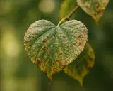 Feuille de tilleul atteinte de taches brunes, symptôme d'une maladie. Photos de maladie du tilleul.