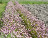 Champ de fleurs de ciboulette aux teintes rosées, s'étendant à perte de vue, bordé par de l'herbe verte et un sol labouré.