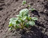 Jeunes pousses de pommes de terre dans la terre, prêtes à grandir. Le début de la saison pour planter des pommes de terre.