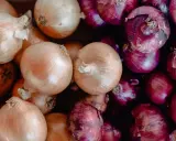 Gros plan sur une **plantation d'oignons rouges** et jaunes, prêts à être cuisinés.