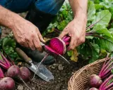 Un jardinier coupe une betterave fraîchement récoltée. La récolte est abondante, mais jusqu'à quand peut-on planter des betteraves pour profiter de ce légume ?