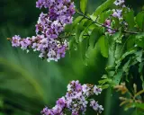 Grappes de fleurs mauves et blanches sur une branche de lilas des Indes, avec des feuilles vertes luxuriantes en arrière-plan.