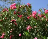 Un buisson de laurier rose en pleine floraison, avec des fleurs roses vives et des feuilles vertes luxuriantes sous un ciel bleu clair.
