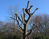 Un saule pleureur fraîchement taillé, ses branches coupées se dressent vers le ciel bleu. C'est le moment idéal pour savoir quand tailler saule pleureur.