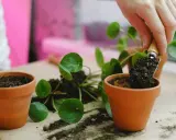 Maintenant, je vais rempoter une plante dans un nouveau pot en terre cuite.