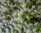 Fiche technique : le trachelospermum jasminoides, une profusion de petites fleurs blanches étoilées sur un feuillage vert luxuriant.
