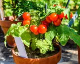 Tomates en pot, rouges et mûres, prêtes à être cueillies. Un plant de tomates en pot avec une étiquette blanche.
