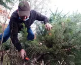 Un homme en tenue décontractée est en train de couper son sapin de Noël dans une forêt. Une autre personne est visible en arrière-plan.