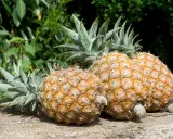Trois ananas mûrs, prêts à être dégustés, sur un bois vieilli. L'image évoque le plaisir de faire pousser un ananas.