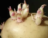 Une pomme de terre germée montre de jeunes pousses blanches et roses émergeant de ses yeux, prêtes à pousser.