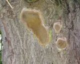 Écorce de saule pleureur marquée par une maladie, avec des plaies suintantes et une croissance fongique verdâtre.