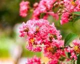 Grappes de fleurs roses vives de lilas des Indes, avec des détails sur la fiche technique.