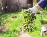 Maintenant, que faire des mauvaises herbes arrachées ? Une main gantée tient une poignée de mauvaises herbes fraîchement arrachées, prêtes à être compostées ou éliminées.