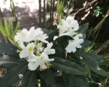 Un magnifique rhododendron en pot, aux fleurs blanches et jaunes, s'épanouit près d'une clôture en bois.