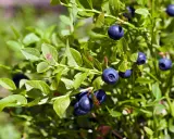 Gros plan sur un myrtillier en pot, ses baies bleues foncées mûres et ses feuilles vertes.